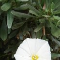 Convolvulus cneorum P19